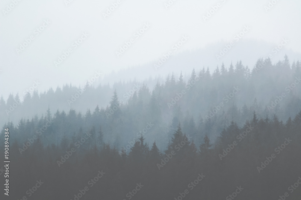 Forest in the mountains in the early morning in a strong fog - obrazy, fototapety, plakaty 