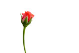 Fototapeta Tulipany - Rose on white background with clipping path
