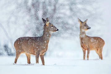 Wall Mural - Wild roe deer in a snowfall