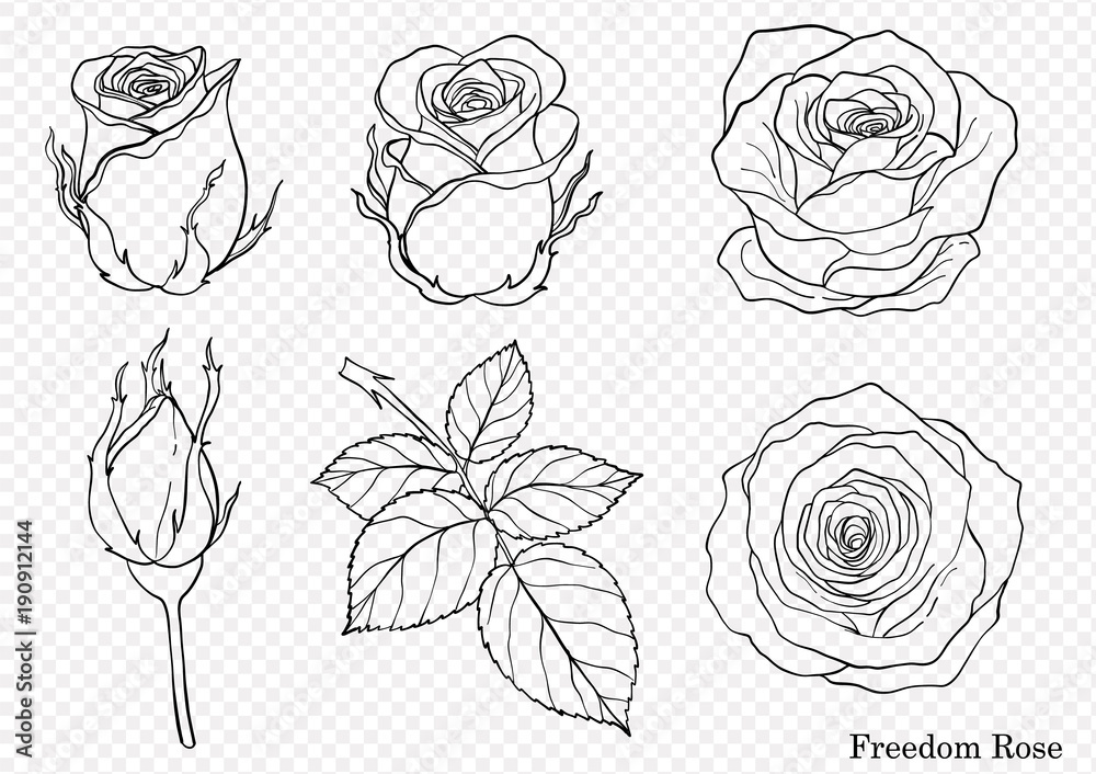Rose vector set by hand drawing.Beautiful flower on white background.Rose art highly detailed in line art style.Freedom rose for wallpaper - obrazy, fototapety, plakaty 
