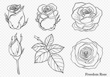 Rose Vector Set By Hand Drawing.Beautiful Flower On White Background.Rose Art Highly Detailed In Line Art Style.Freedom Rose For Wallpaper