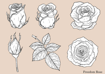 Sticker - Rose vector set by hand drawing.Beautiful flower on white background.Rose art highly detailed in line art style.Freedom rose for wallpaper