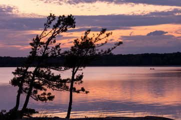 Windswept Pines At Sunset