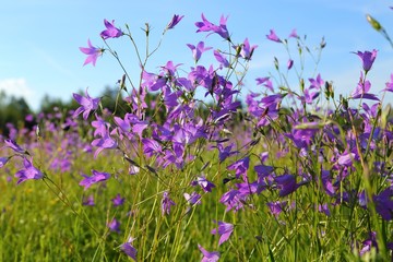 Sticker - Campanula patula.