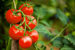 Ripe tomato plant growing in greenhouse