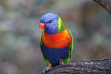 Fototapeta Tęcza - parrot in zoo