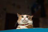 Fototapeta Koty - Pretty ginger cat pricked up ears in the alert.