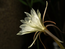 Macro Profile Backlit White Flower Queen Of Night Epiphyllum Oxypetalum, Nocturnal Very Fragrant Flower Blooms At Night And Wilts The Next Day. Nisagandhi Bethlehem Lilly Cactus Flower