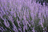 Fototapeta Lawenda - Bees buzzing in the blossoming lavender field, summer sunset photo, Provence, south France, close up view