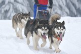 Fototapeta Psy - portrait of dogs participating in the Dog Sled Racing Contest