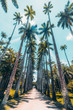 Wide-angle view from bottom of alley with stunning giant Roystonea oleracea palm trees surrounded by lawns located in Jardim Botanico botanic garden in Rio de Janeiro, Brazil; summer day, no people