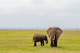 Fototapeta Sawanna - Elephant front view with his cub in the savannah of Amboseli Park in Kenya
