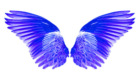 Wall Mural - bluw wings on white background