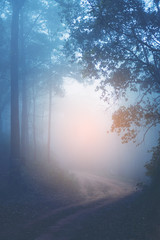 Wall Mural - tropical forest, trees in sunlight and rain