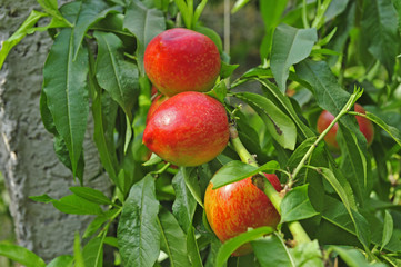 Ripe peaches hanging in a tree