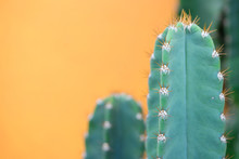 Cactus Isolated On Orange Background.copy Space.