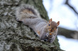Gray squirrel eating nut on a tree trunk