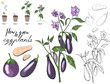 How to grow eggplants. Isolated fresh vegetables, different sorts.