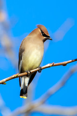 Wall Mural - Cedar Waxing