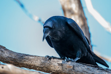 Wall Mural - Raven