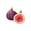 Summer tropical fruits for healthy lifestyle. Fig, purple whole fruit and half. Vector illustration cartoon flat icon isolated on white.