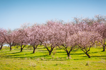 Wall Mural - Pink Blooming Peach Trees at Spring