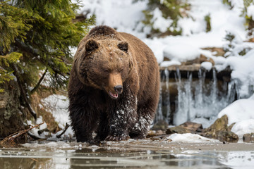 Wall Mural - wild brown bear near a forest lake