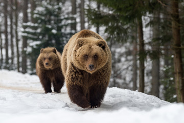 Wall Mural - family bear in the winter forest