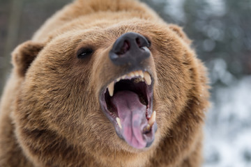 Wall Mural - brown bear roaring in forest