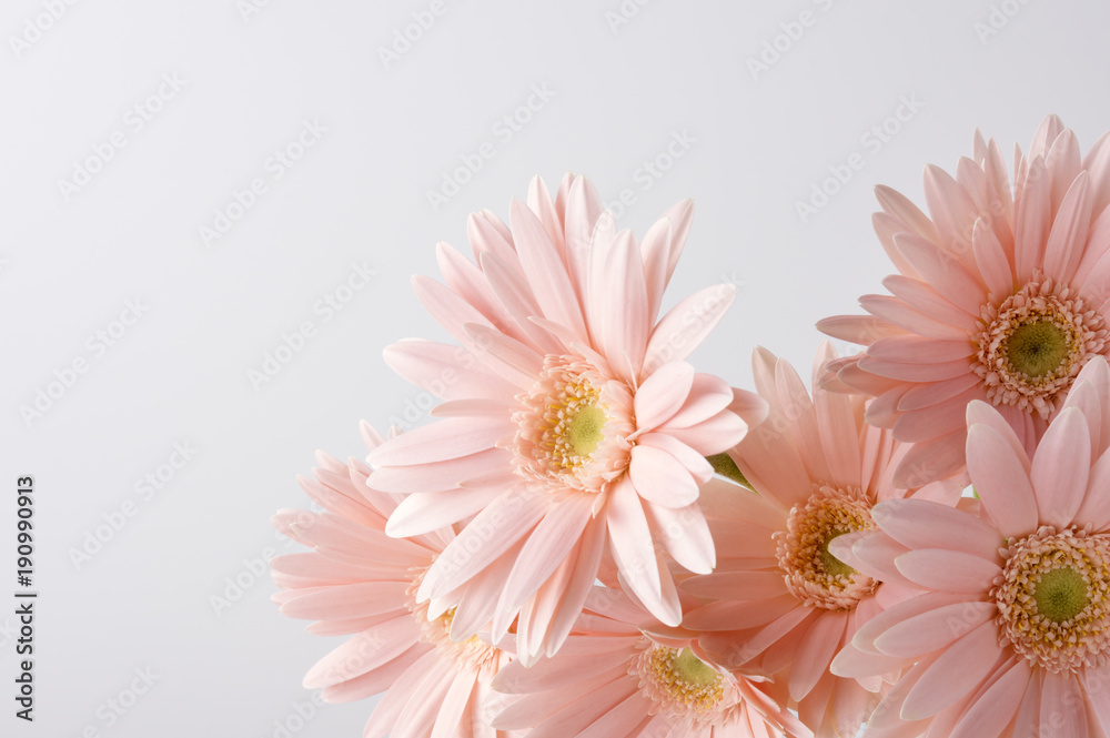 ピンク色のガーベラ Stock Photo | Adobe Stock