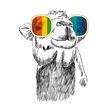 Vector sketch of camel with glasses. Retro illustration