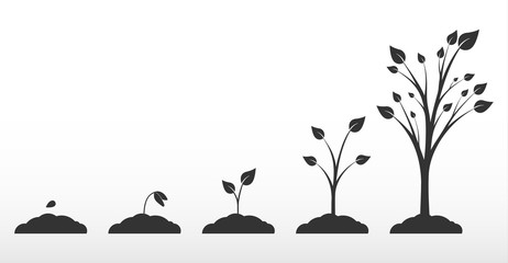 Phases growth tree. Phases plant growth.