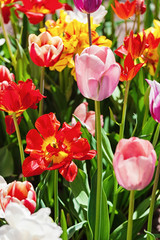 Fotomurales - multicolored tulips in garden