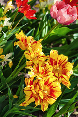 Fotomurales - multicolored tulips in garden