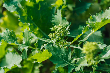 Wall Mural - Fresh turnip tops