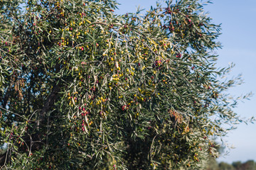 Wall Mural - Olive tree in Puglia