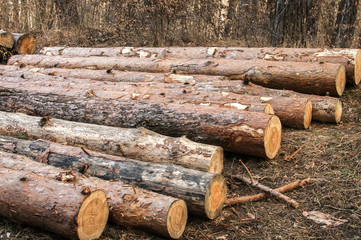 Wall Mural - Cut and stacked pine tree logs closeup in coniferous forest