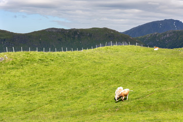 cow in Eggum in Lofoten in Norway