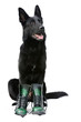 Czarny owczarek niemiecki, pies w butach