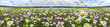 Leinwandbild Motiv spring landscape panorama with flowering flowers on meadow