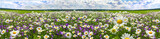 Fototapeta Krajobraz - spring landscape panorama with flowering flowers on meadow