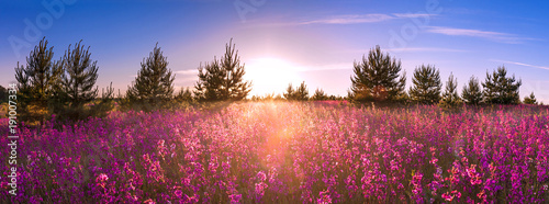 summer landscape with the blossoming meadow, sunrise