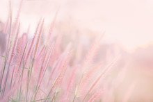 Grass Flower In Soft Focus And Blurred With Vintage Style For Background
