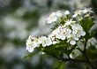 white flowers of hawthorn