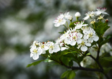 White Flowers Of Hawthorn