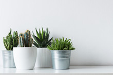 Collection Of Various Cactus And Succulent Plants In Different Pots. Potted Cactus House Plants On White Shelf Against White Wall.