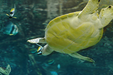 Wall Mural - sea turtle in an aquarium