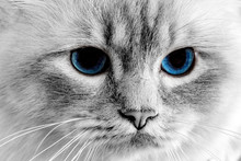 Blue Cat Eyes Close Up Detail