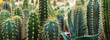 cactus garden desert in springtime.