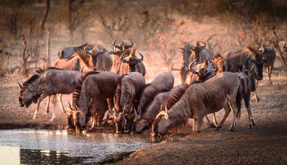 Wall Mural - Gnu-Wanderung Serengeti